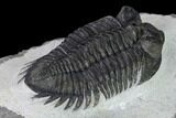 Coltraneia Trilobite Fossil - Huge Faceted Eyes #165839-4